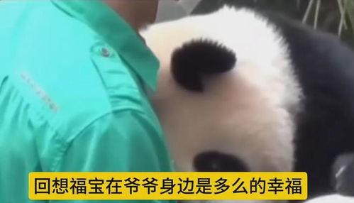 爆料爷爷的视频福宝,揭秘爷爷视频中的神秘传说  第1张